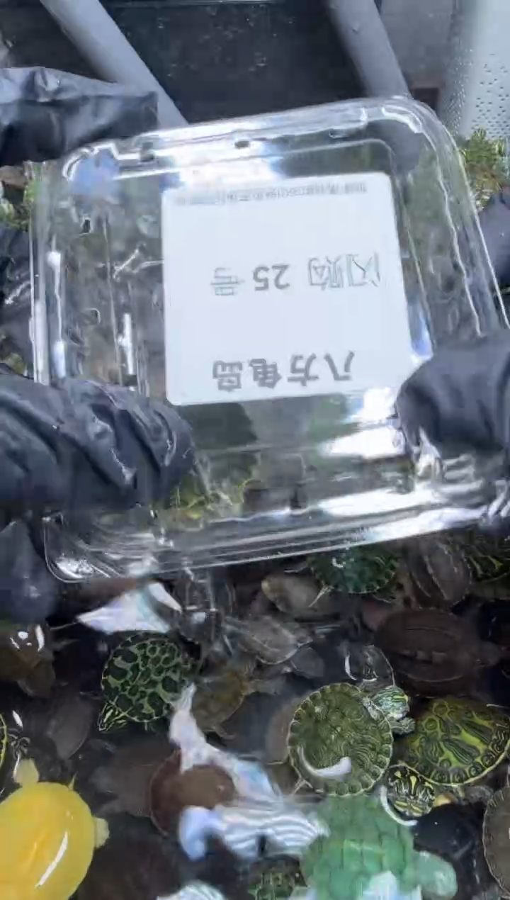公母搭配宠物龟25号闪购