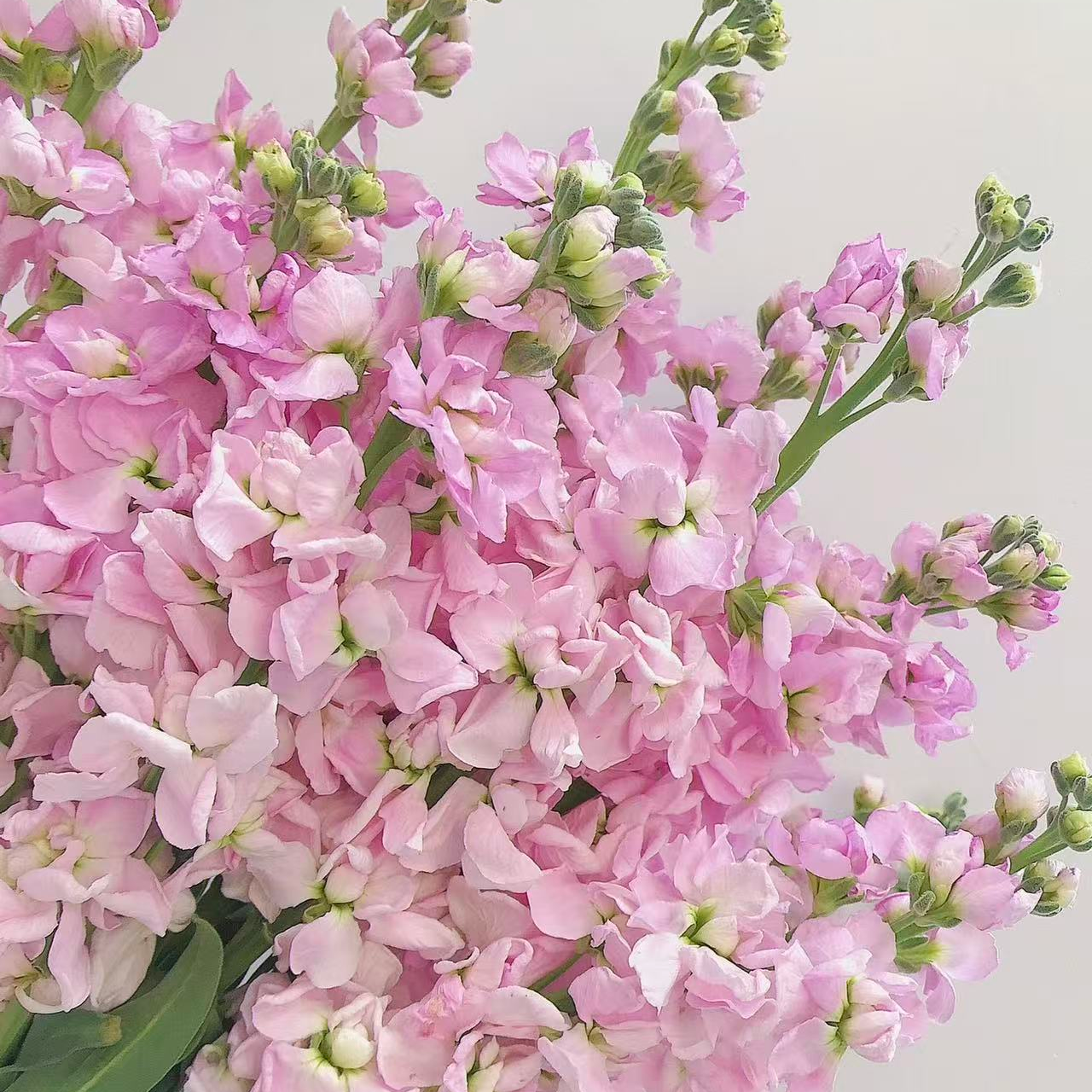 YZ【粉色紫罗兰10支】云南鲜花