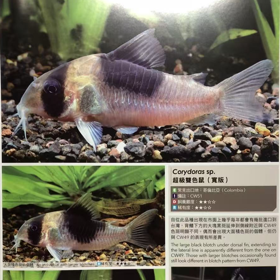 超级双色鼠鱼《满300顺丰免邮》