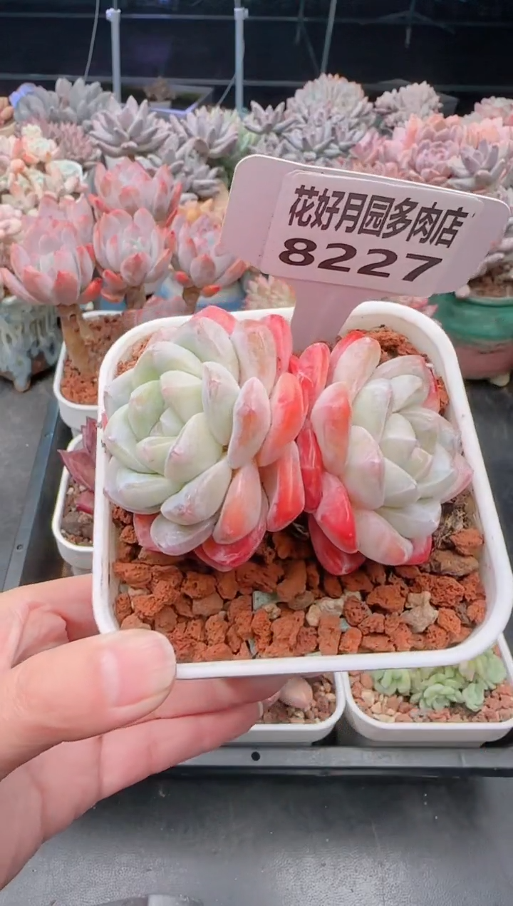 【闪购商品】8227冰玉