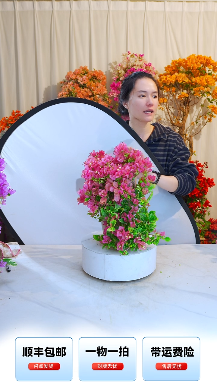 大部分开放少量花苞斑叶米罗