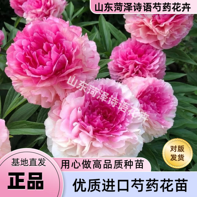 【玫瑰心】诗语花卉-进口芍药花苗易成活【理性购物】