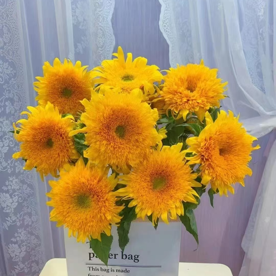 【小阿阮】泰迪向日葵-梵高同款云南鲜花基地直发顺丰包邮