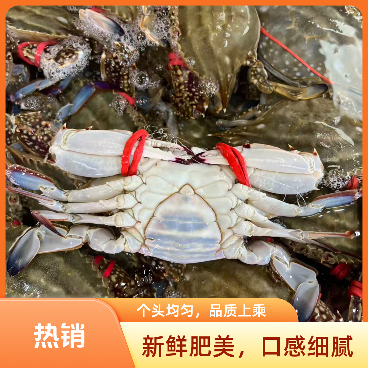 【保鲜不保活】精品肥母蟹 一只3两左右 一斤3只左右 部分断臂介意勿拍