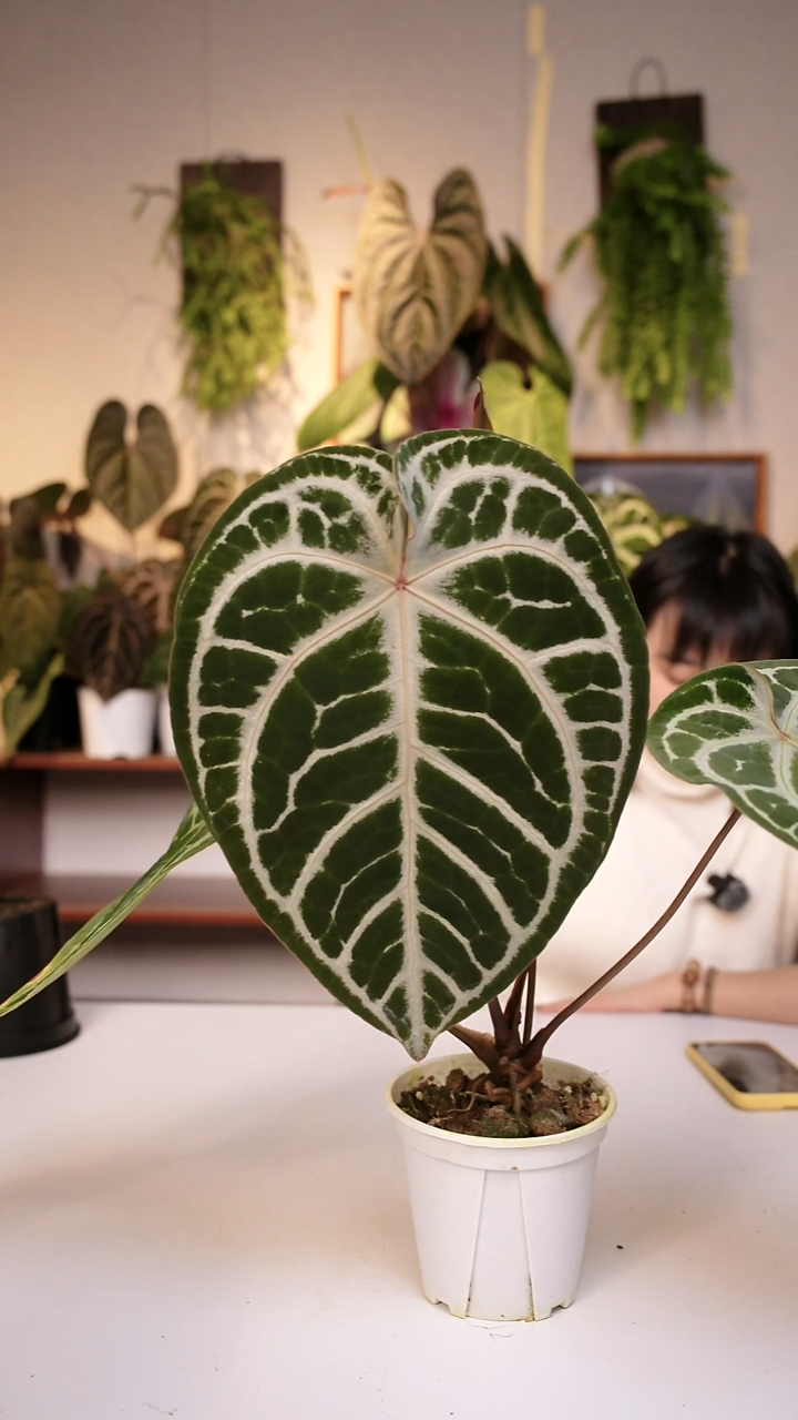 完全开放1   skg灰