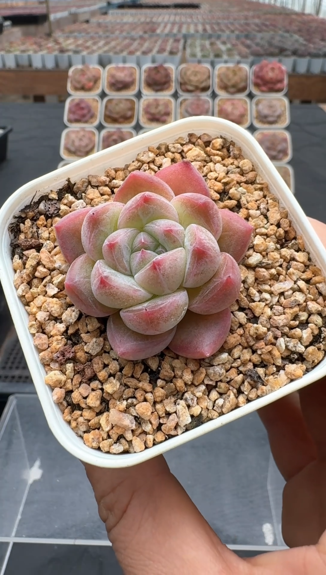 【闪购商品】3单包邮珍妮多肉一物一拍333