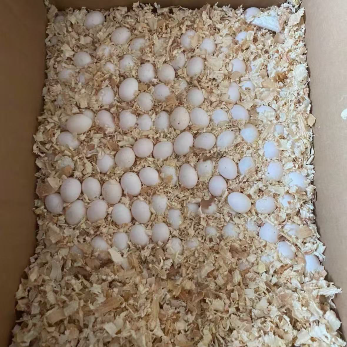 一号小太蛋包受精包出壳