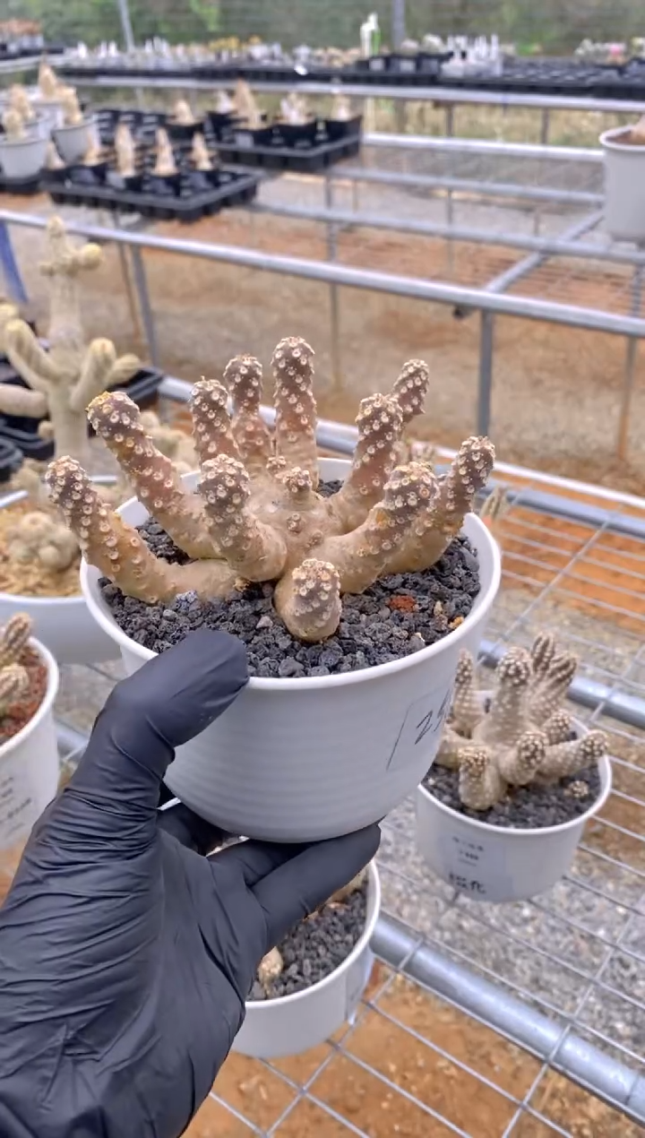 【闪购商品】红陶椰子琉桑FA-6200