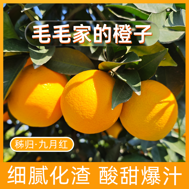 【酸甜】毛毛家的毛毛果当季现摘九月红脐橙细腻化渣汁水充足