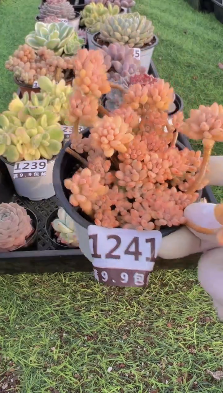 【闪购商品】信服多肉一物一拍