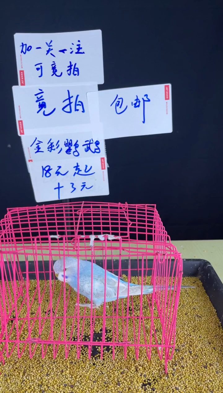 虎皮鹦鹉特色虎皮