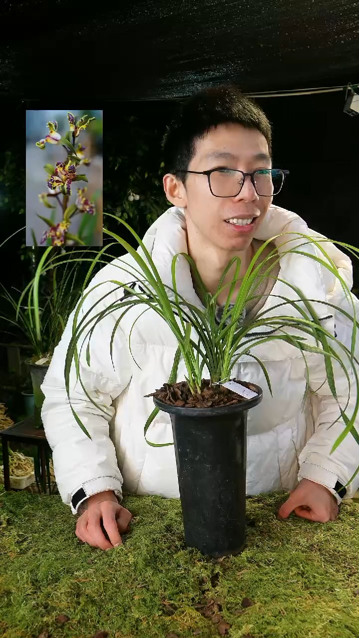 当前无花栽培后可以开花天*青蕙兰-紫砂星（5苗带芽）