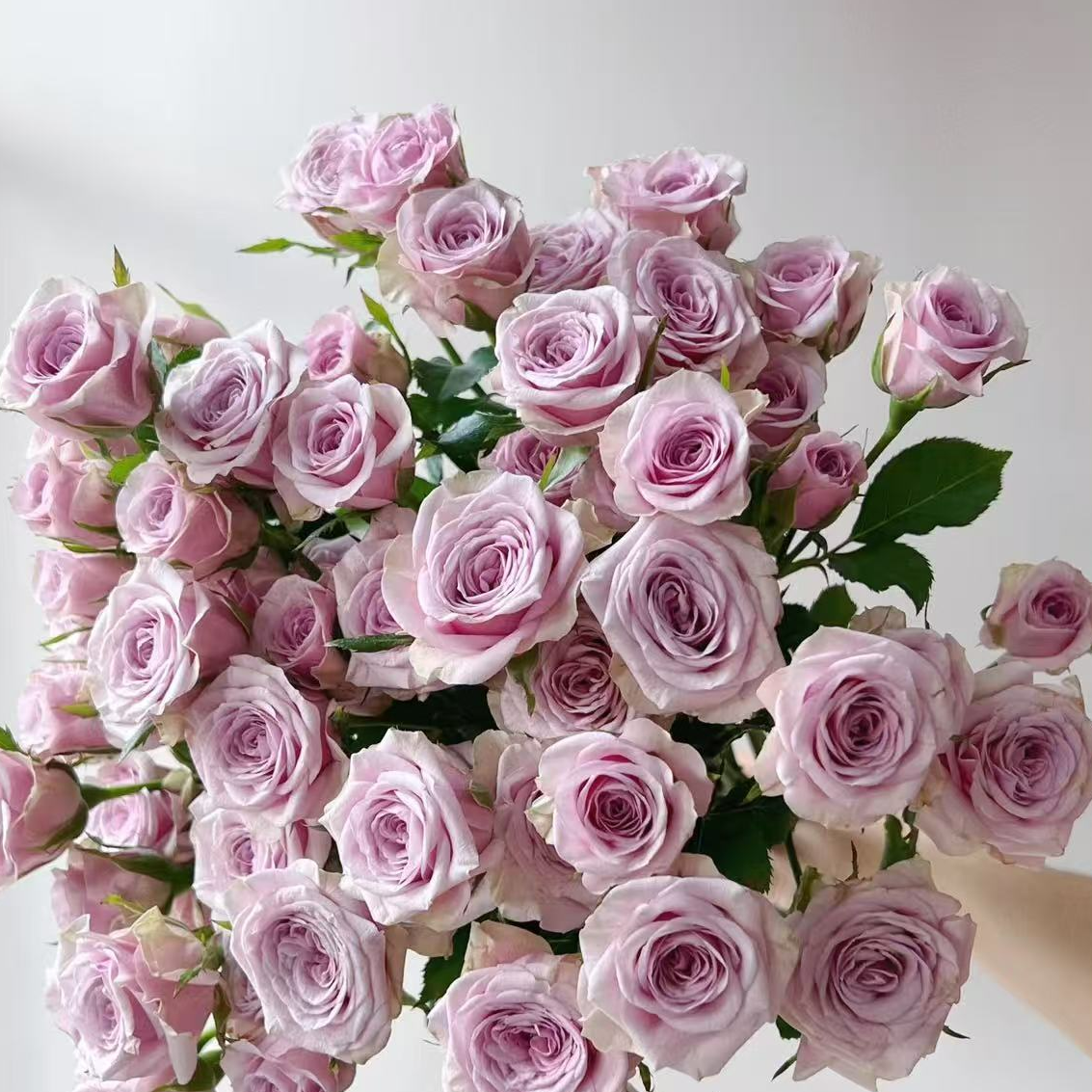 鲜花【多头莱拉玫瑰】同地址两单以上顺丰包邮送货上门+送配草1扎