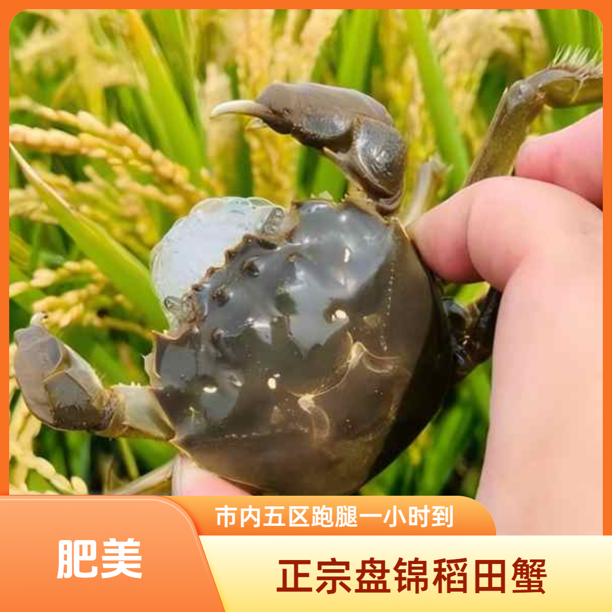盘锦河蟹（活蟹）3斤装公母都有