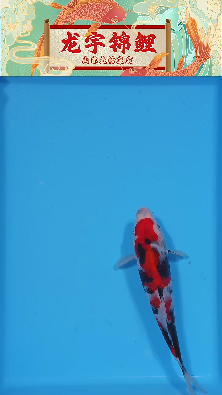 锦鲤2025122406昭和21公分