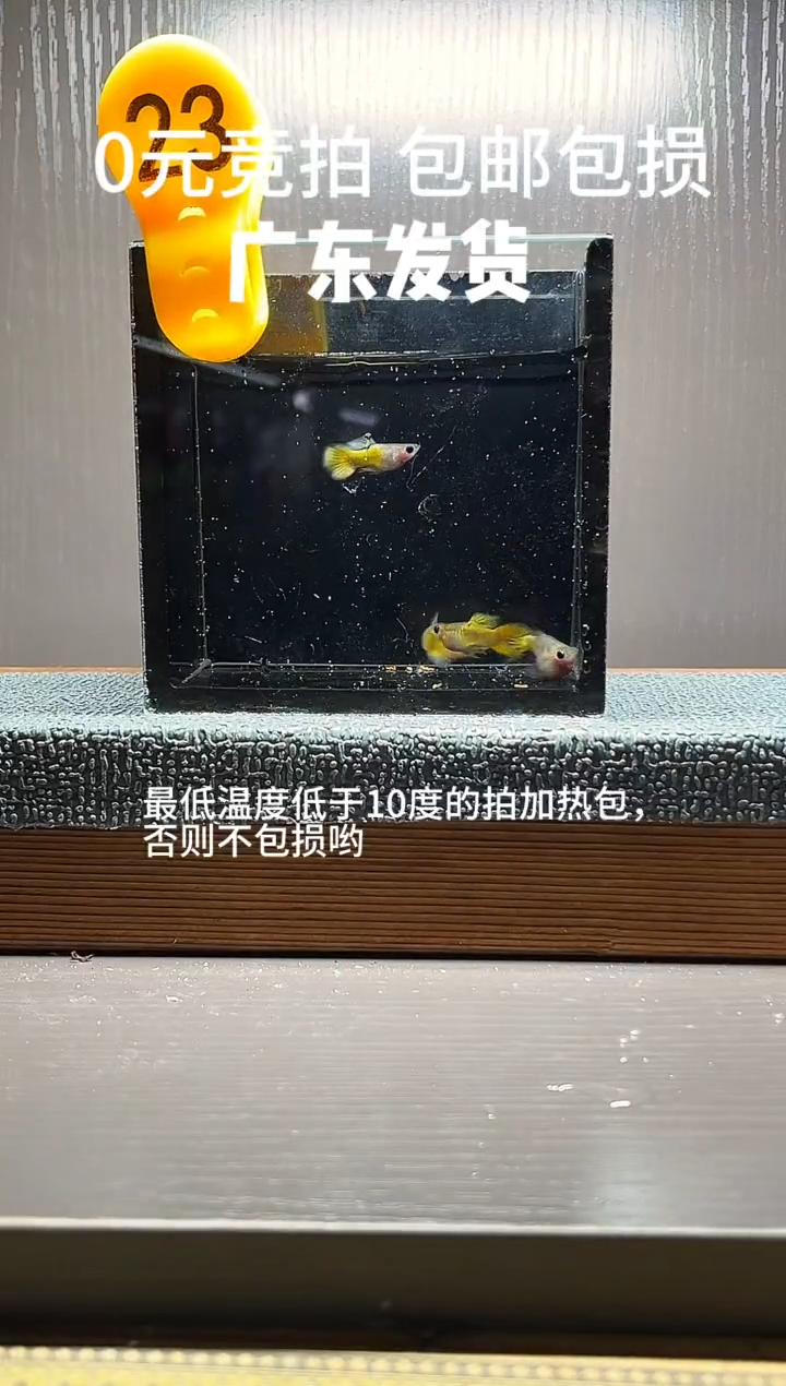 孔雀鱼黄金玻璃猫原生色两对（母鱼有条弯尾巴）公鱼烂尾编号23