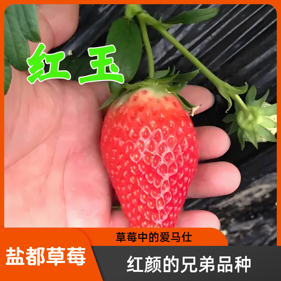 盐都草莓【红玉】草莓香甜可口顺丰包邮纯天然盐城草莓