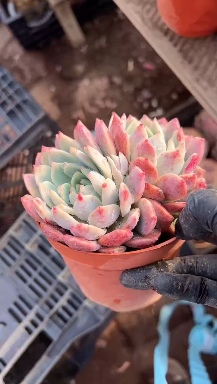 晴*儿阿迷洲多肉花卉07248