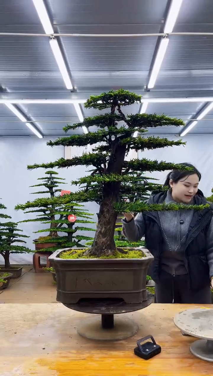 无花朵一物一拍，所见即所得