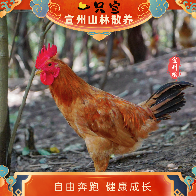 【一只宣】皖南深山散养仔公鸡清蒸红烧农家新鲜现杀 包冰率不含冰