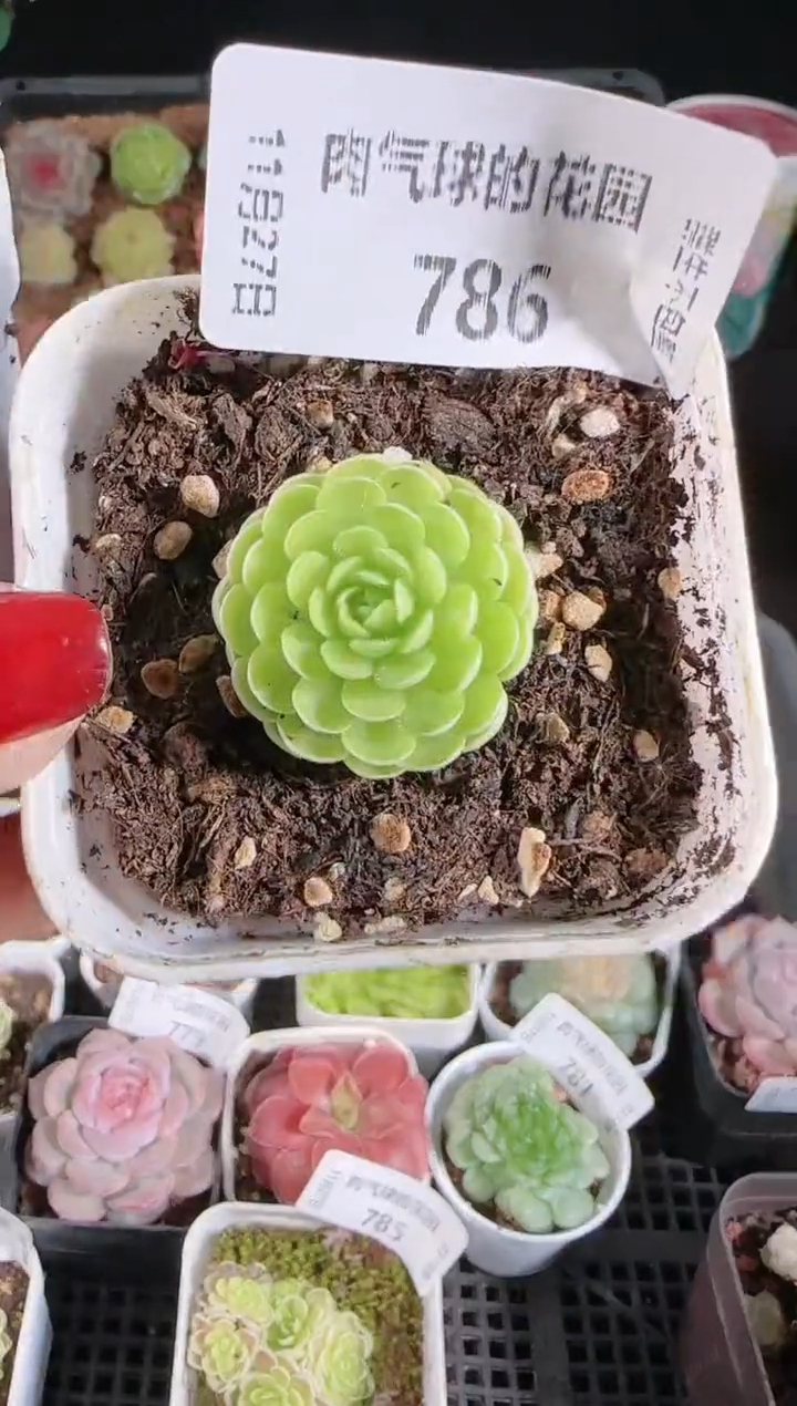 1127-786群生不包整 