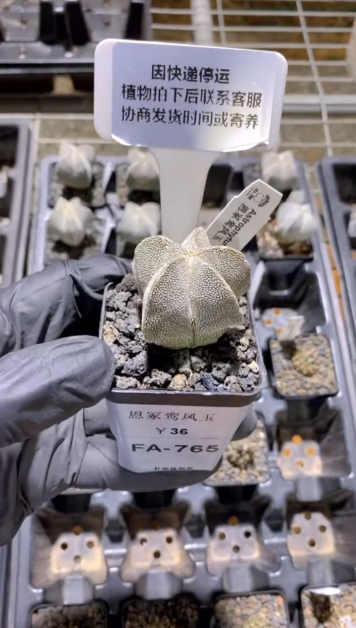 【闪购商品】恩冢鸾凤玉FA-765