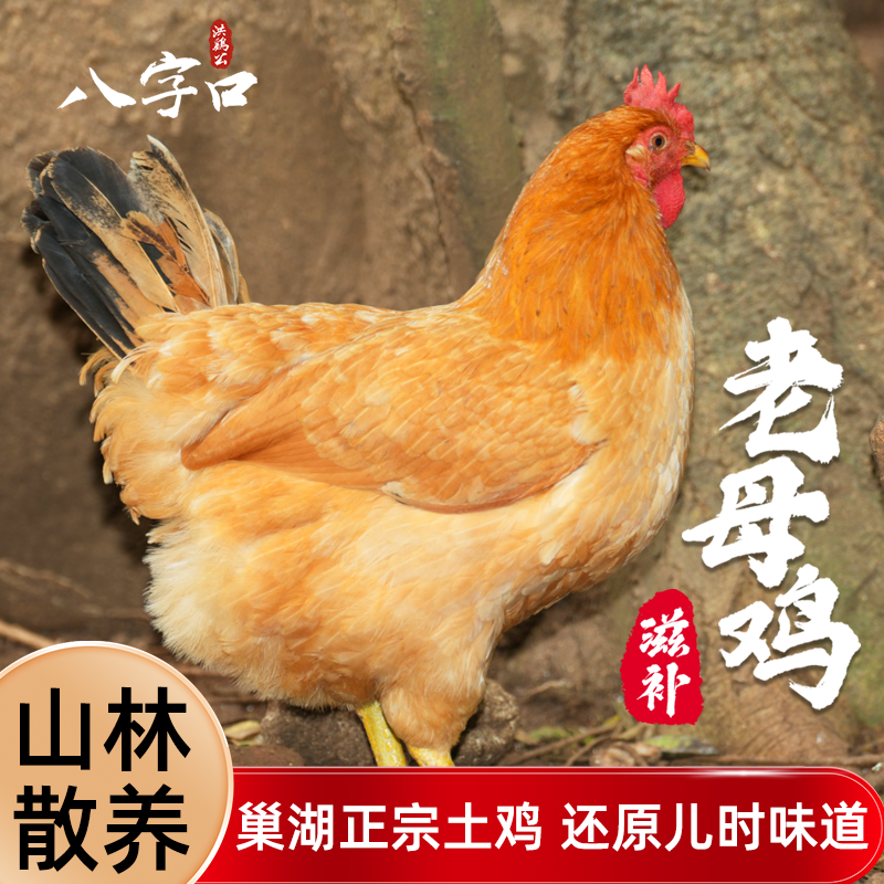 【正宗老母鸡】皖南土鸡巢湖山区1年以上黄油老母鸡2.2-3.1斤跑山鸡