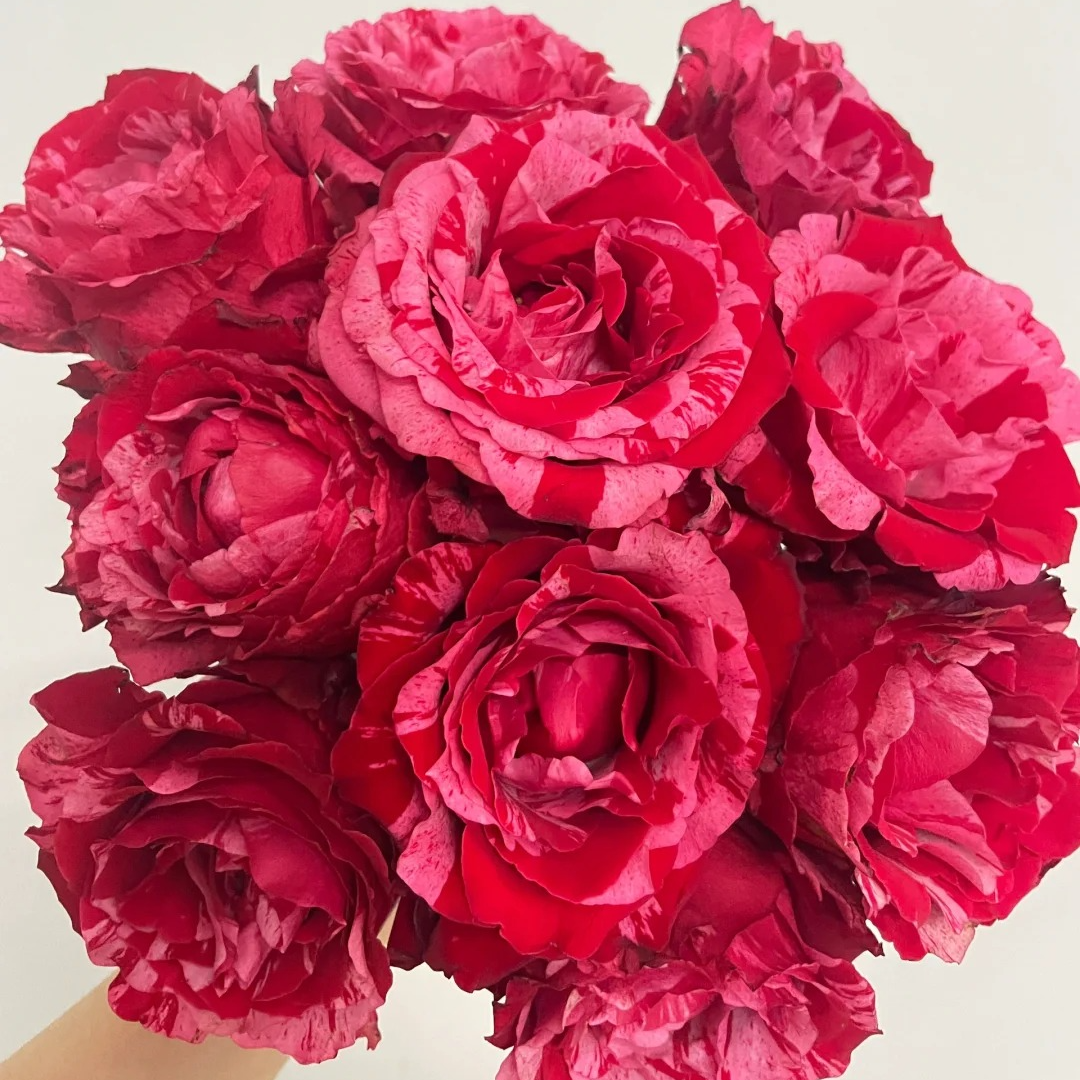 幸运女神单头玫瑰家养鲜花云南基地直发-