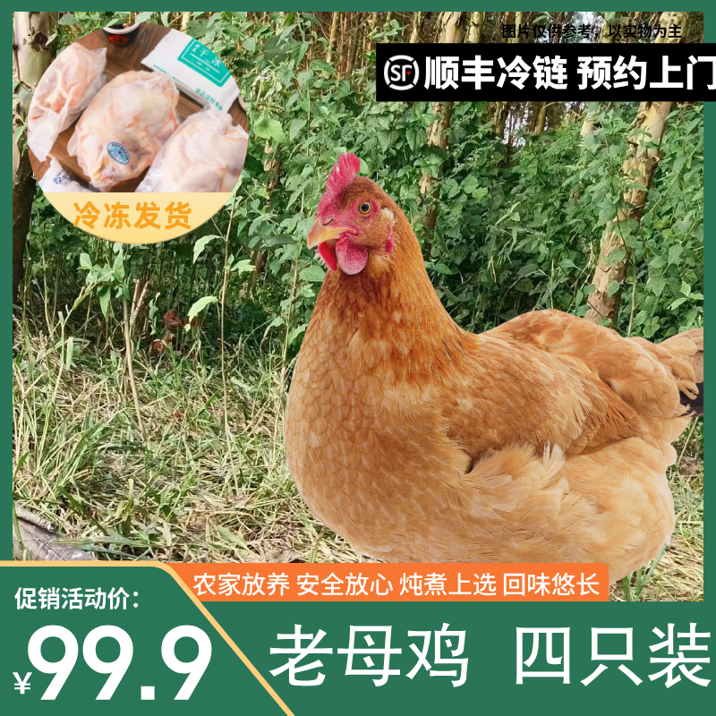 【农村放养】农家乡村黄油老母鸡  放养黄油老母鸡发四只净重9-10斤
