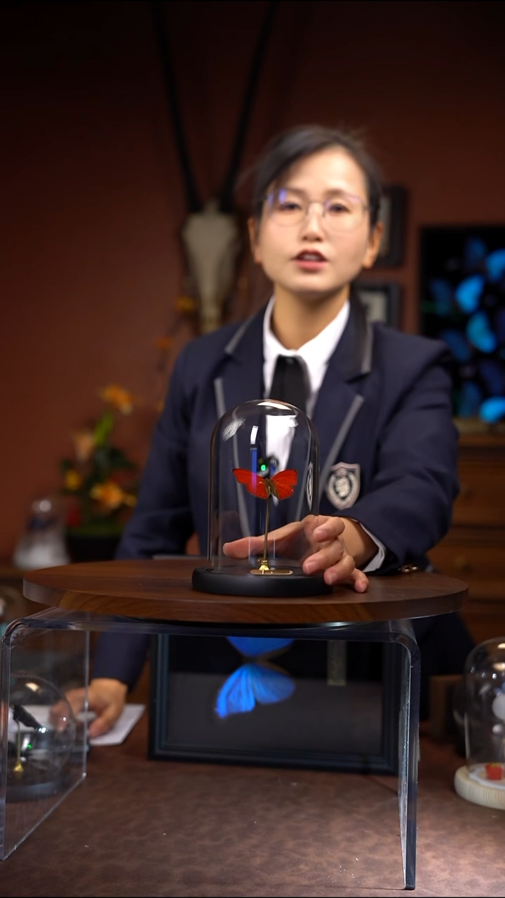 N751血漪蛱蝶玻璃罩款