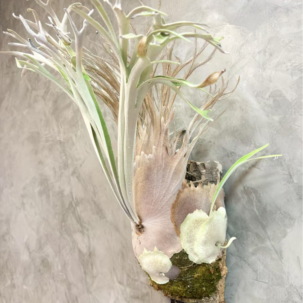 （蕨对荟积水）彩虹野银鹿角蕨小苗可直播间一物一拍