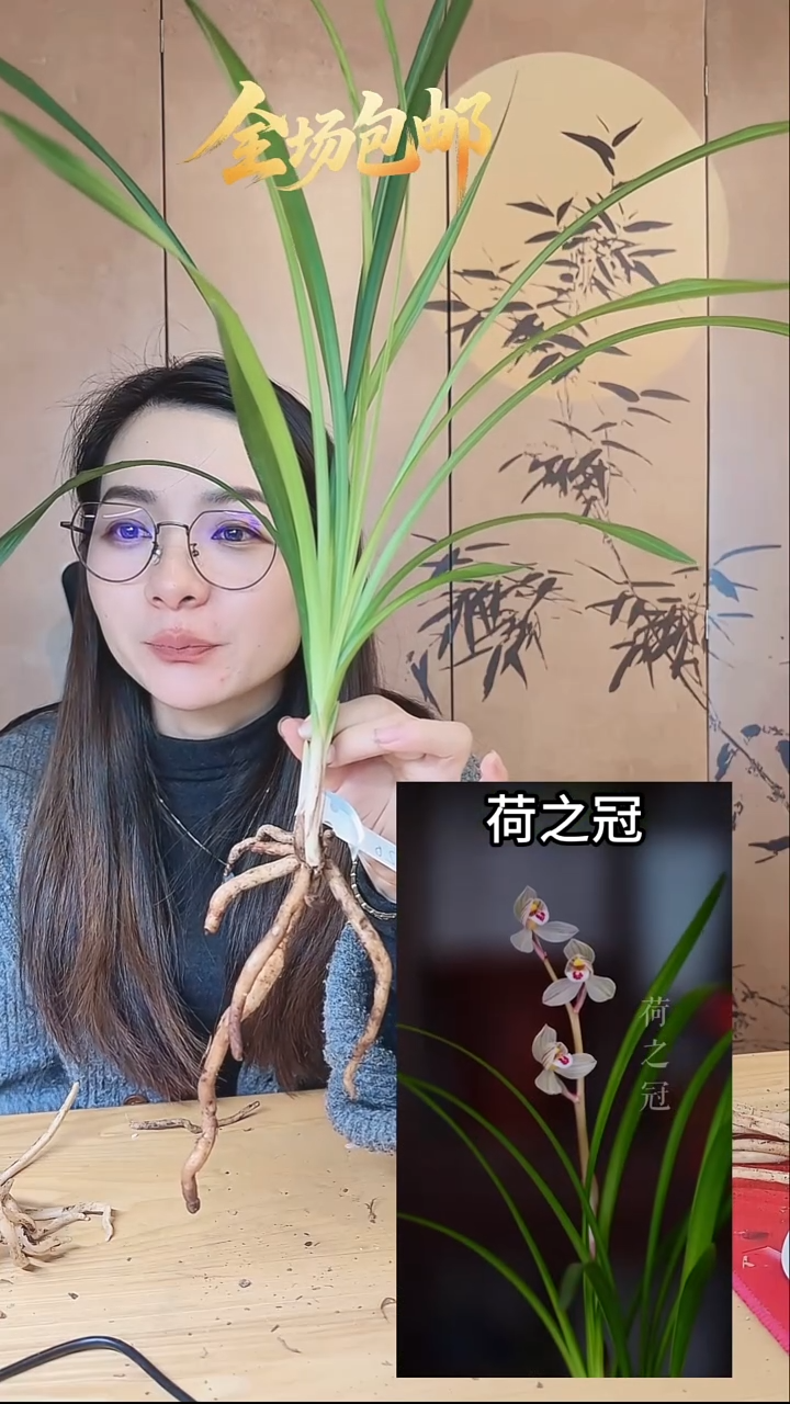当前无花栽培后可以开花：荷之冠