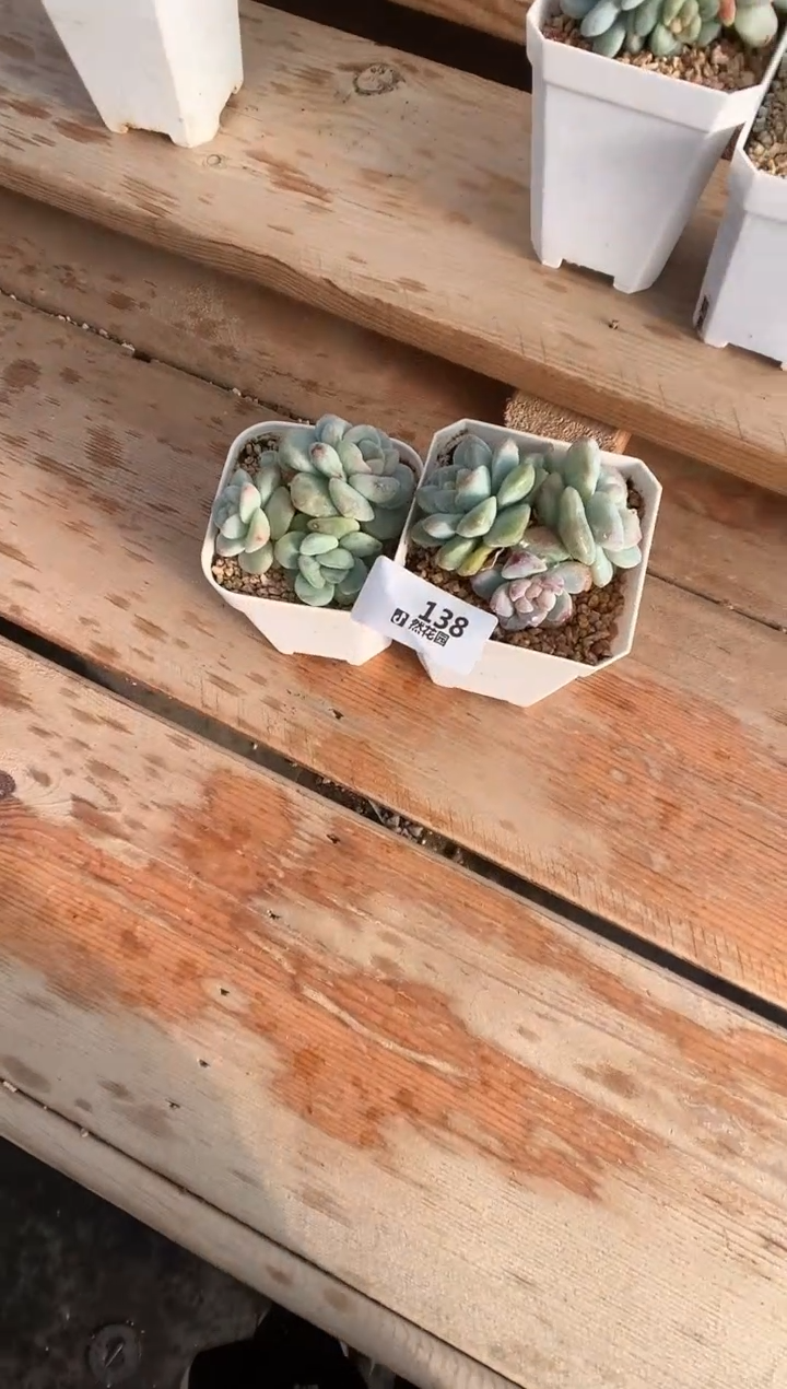 138冰玉石化2棵一物一拍多肉植物