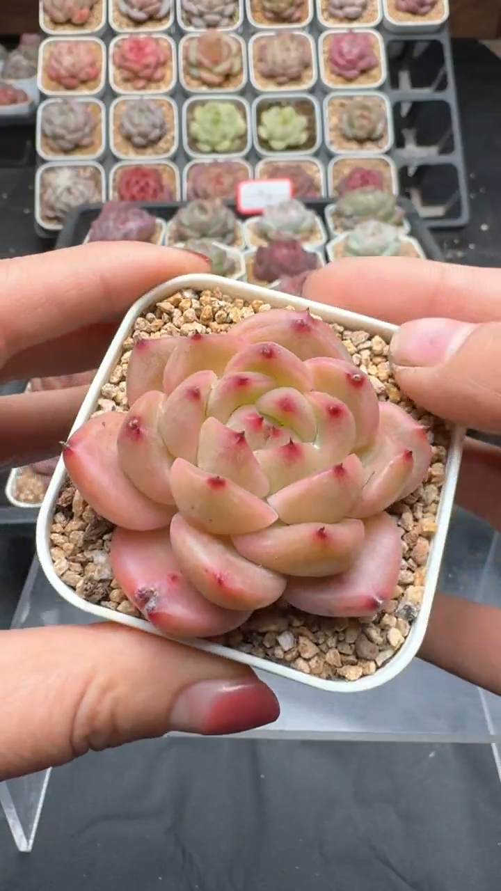 【闪购商品】871号珍妮多肉一物一拍3单包邮