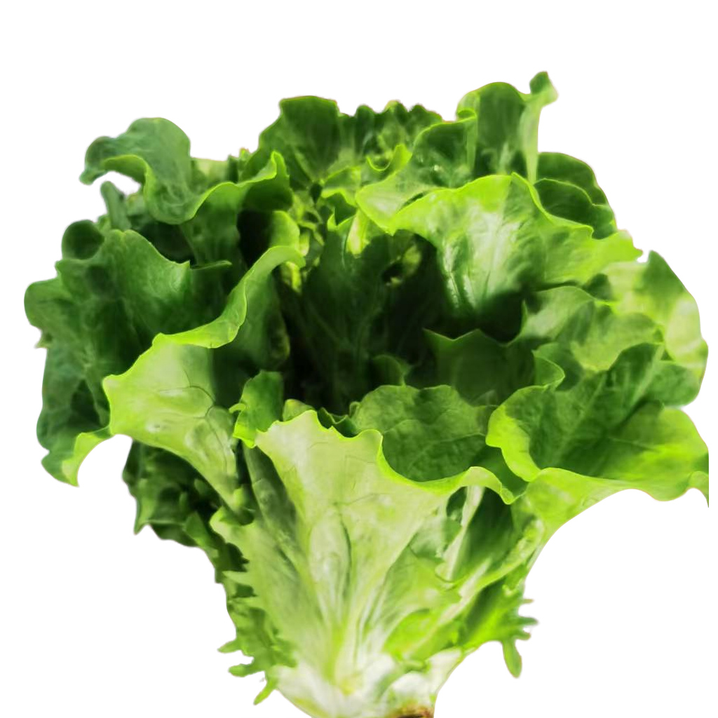 新鲜现挖意大利奶油生菜原产地绿叶菜涮火锅烤肉当季青菜低脂蔬菜