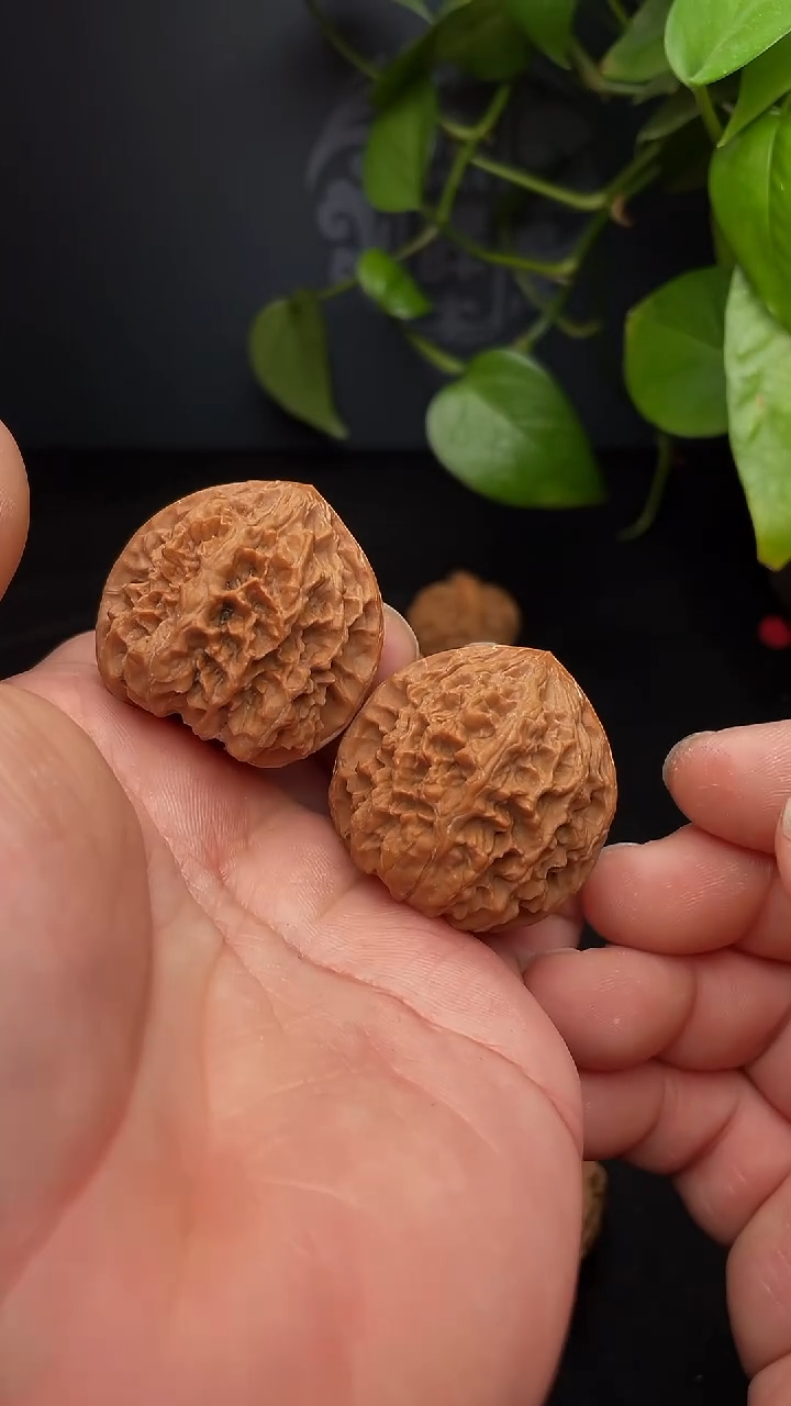 【闪购商品】文玩核桃把件野牛37尺（微修，福利团）