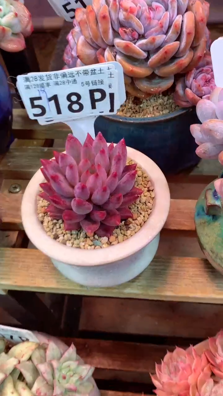 518P（一物一拍，精品多肉，所见即所得 ）