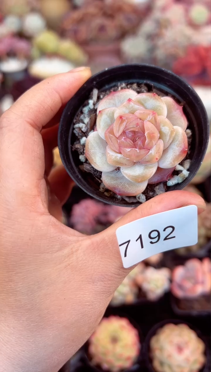 【闪购商品】7192单头糖心多肉