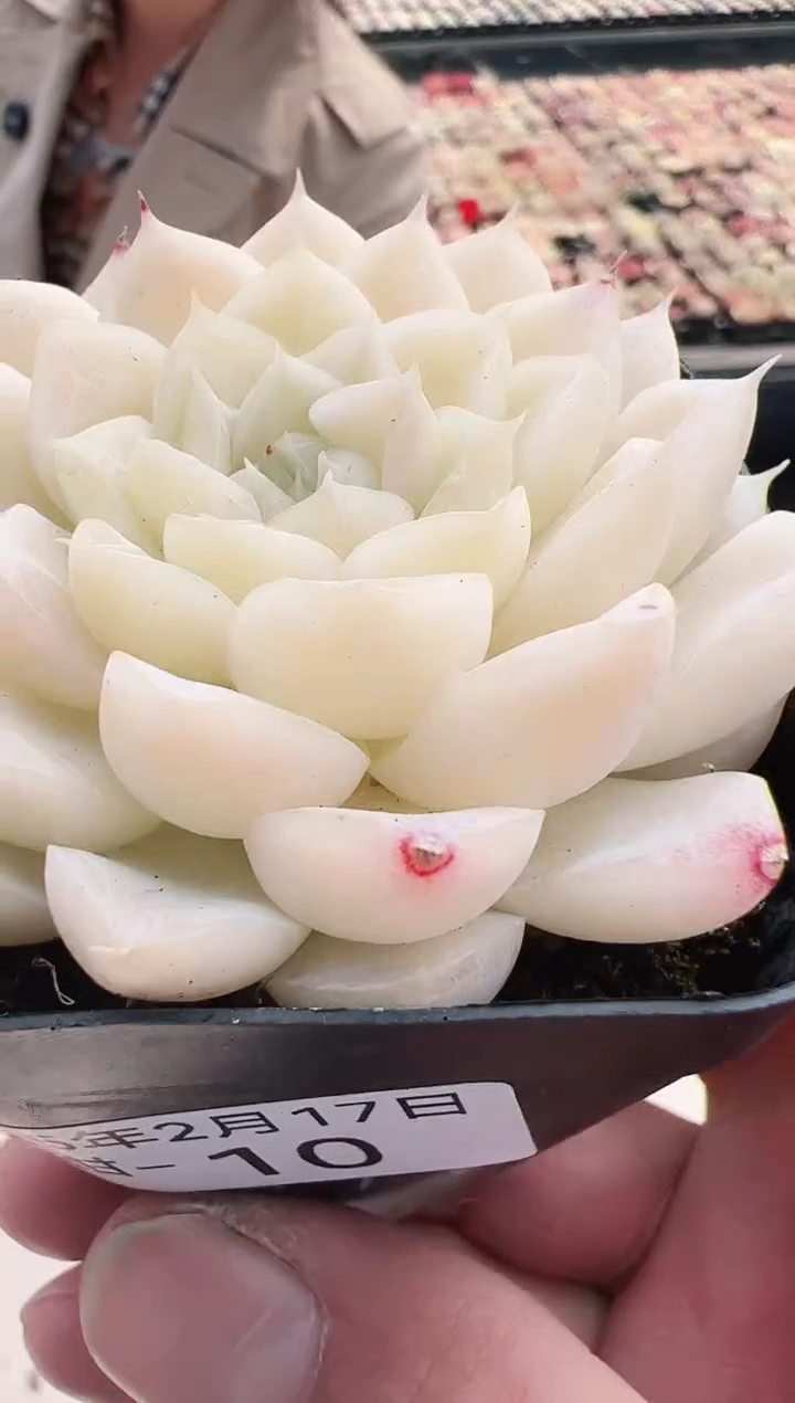 【闪购商品】麦甜-10