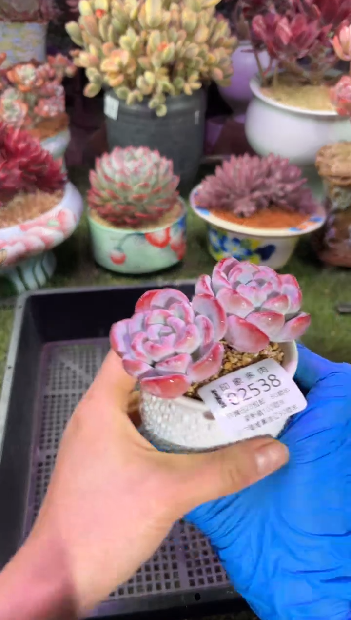 【闪购商品】02538