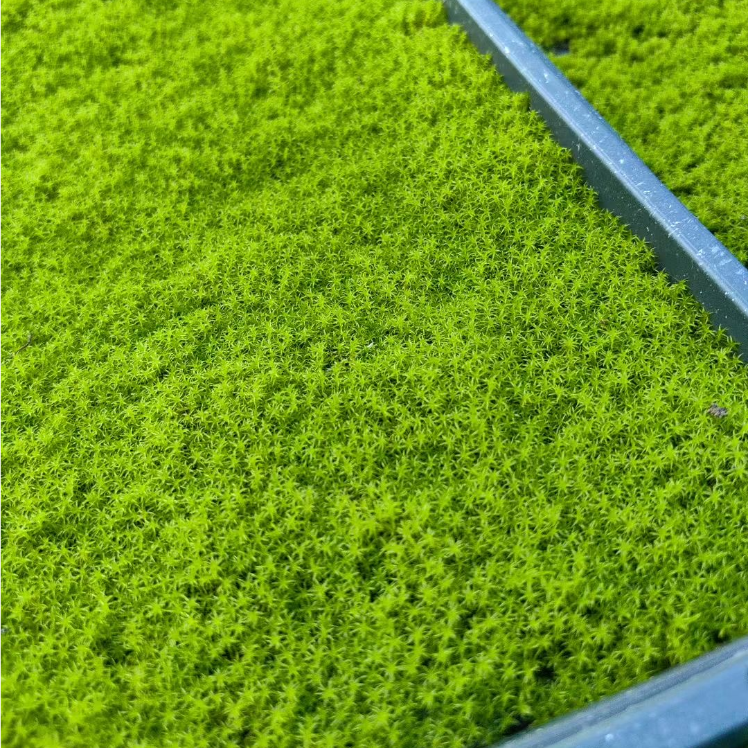 （星星藓）室外遮荫区人工培育苔藓庭院鲜活苔藓庭院假山造景微景观