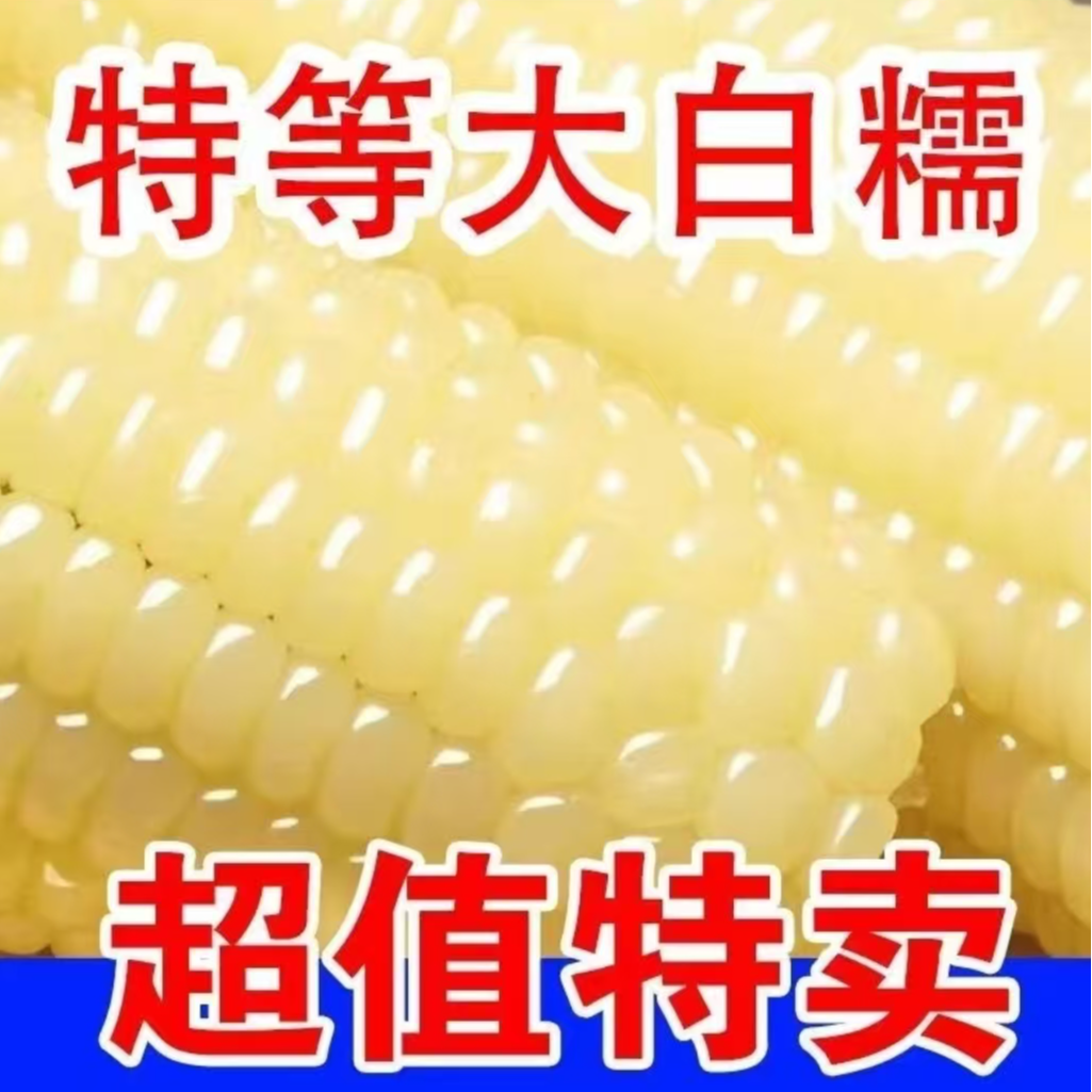 【零添加冷冻保存】东北白糯玉米单根260-340克整箱8支4.5-5.5斤