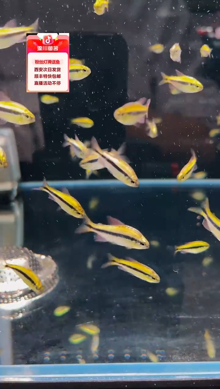 海水鱼路***在血魔一条