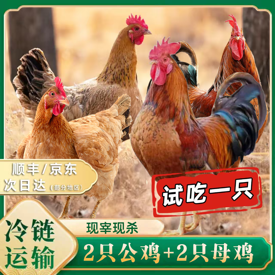 【小戴家】2只黄油老母鸡+赠2只公鸡 到手共四只总净重11斤试吃一只