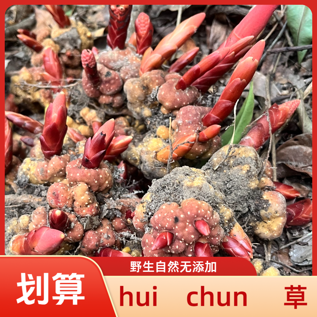 野生【顶回天春红草】干货泡水煮茶自然晒干百合干