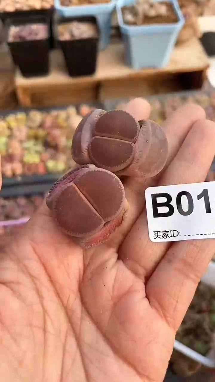 【闪购商品】0108直播一物一拍