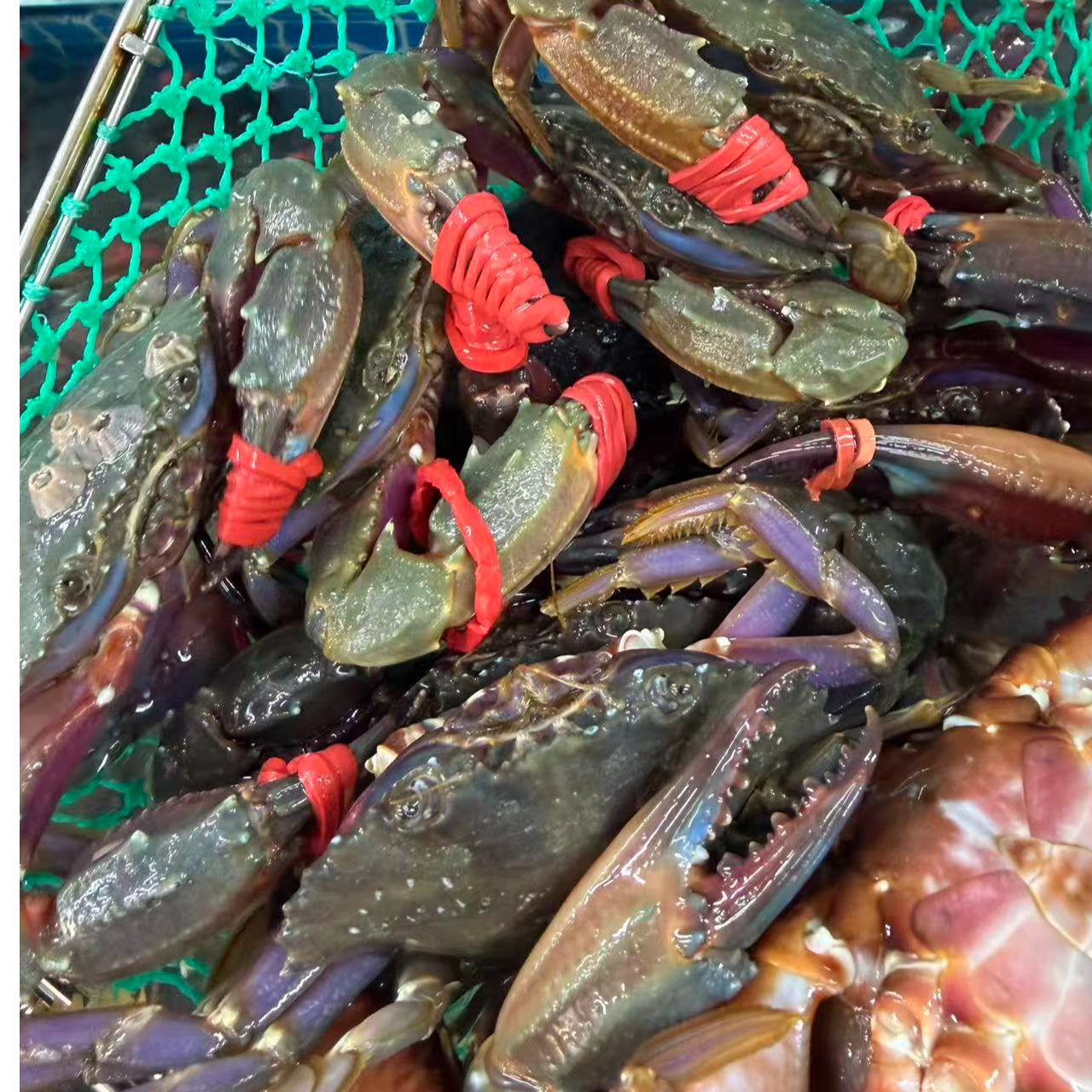 福利   断养    赤甲红   3斤83.8元   大个头3到4只一斤