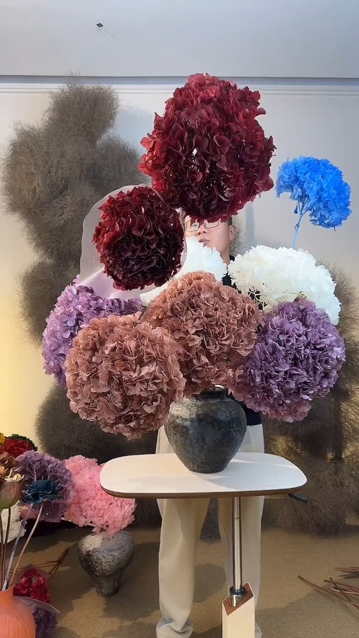 128  山前小麦 · 永生大叶绣球 （漂色 ）2枝暗红 福利价