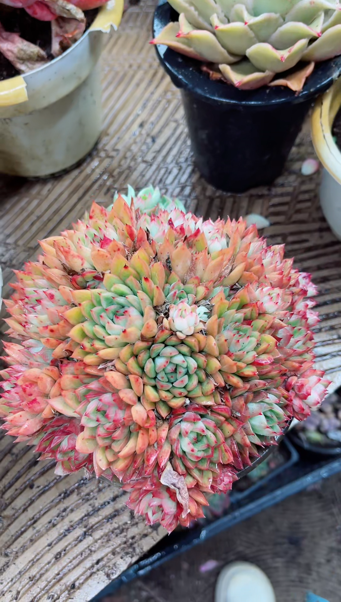 【闪购商品】03084