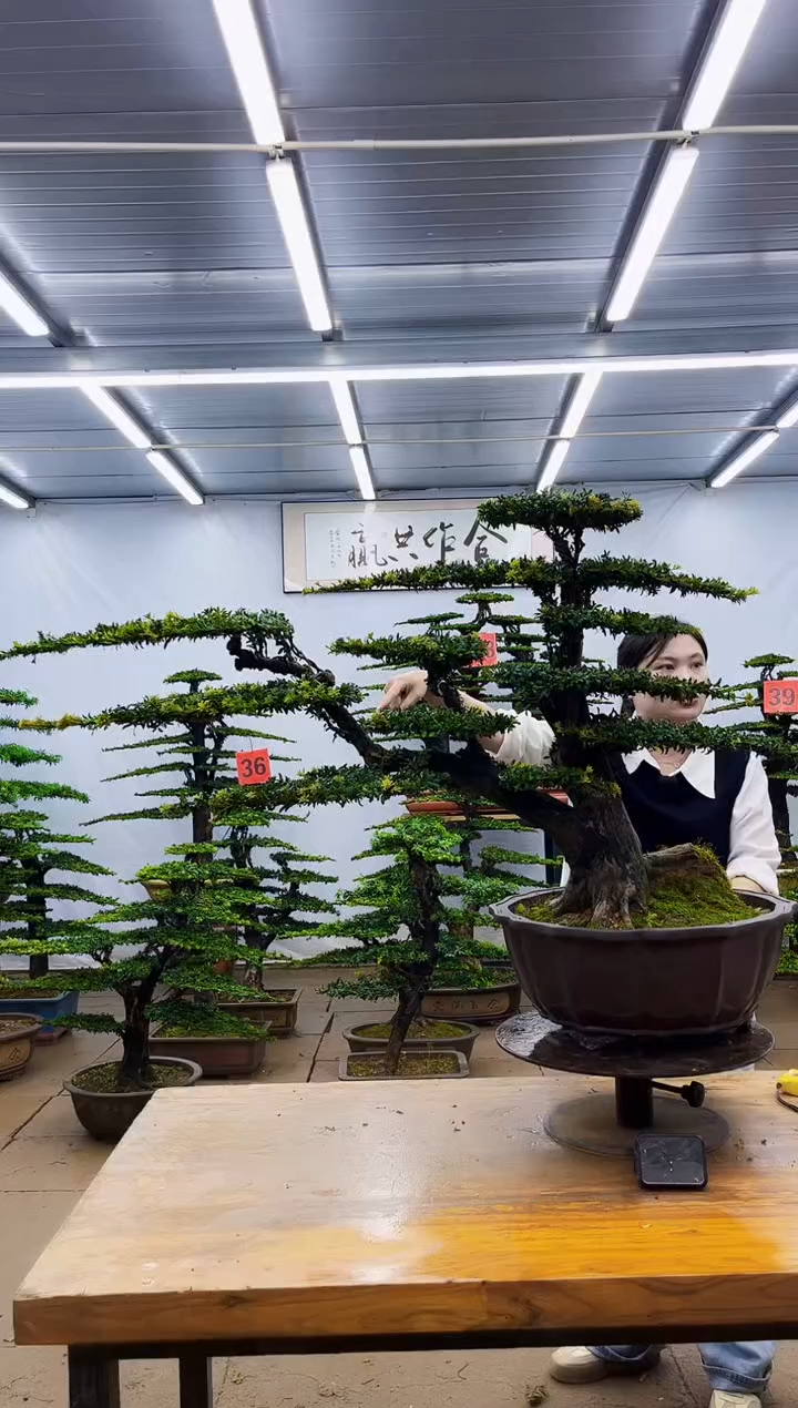 无花朵自**翔一物一拍，所见即所得